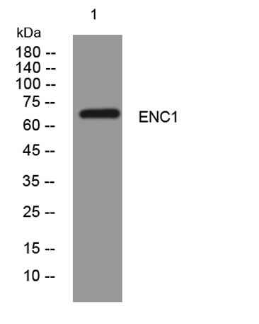 ENC1 rabbit pAb