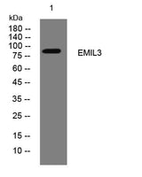 EMIL3 rabbit pAb