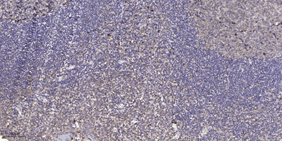 ELOF1 Rabbit pAb 50µL/100µL