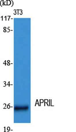 APRIL rabbit pAb