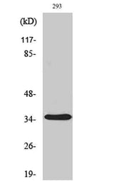 AQP4 rabbit pAb