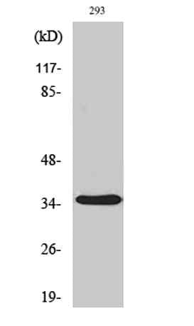 AQP4 rabbit pAb