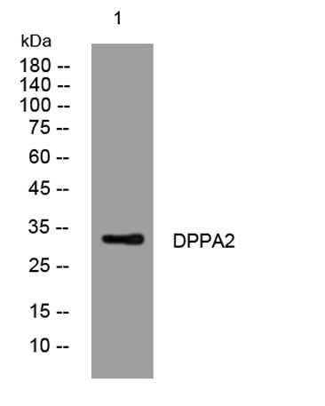 DPPA2 rabbit pAb