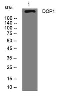DOP1 rabbit pAb