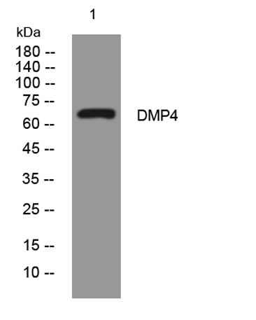 DMP4 rabbit pAb