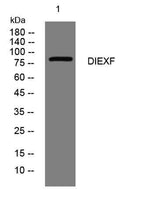DIEXF rabbit pAb