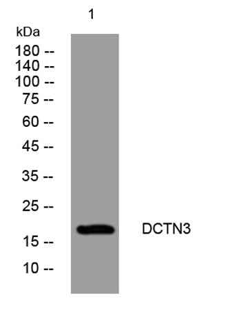 DCTN3 rabbit pAb
