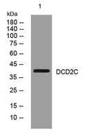 DCD2C rabbit pAb