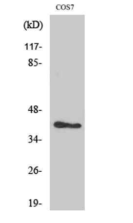 ARK-2 rabbit pAb