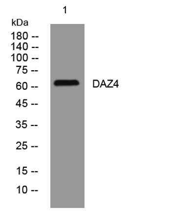 DAZ4 rabbit pAb