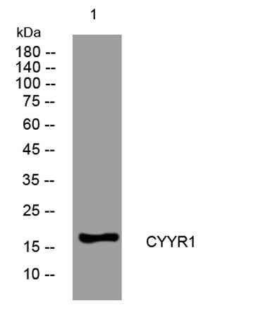 CYYR1 rabbit pAb
