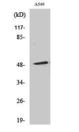 Arrestin-β-1 rabbit pAb