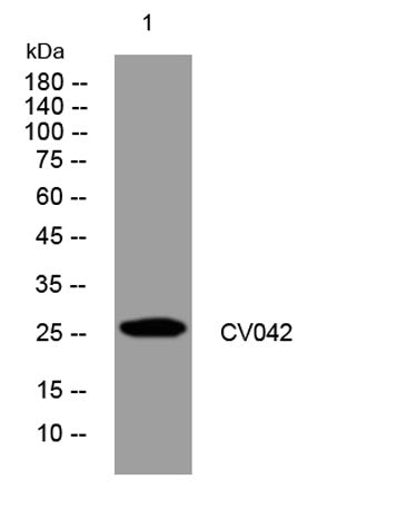 CV042 rabbit pAb 50µL/100µL