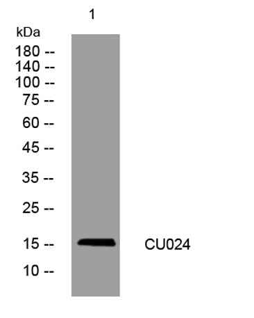 CU024 rabbit pAb