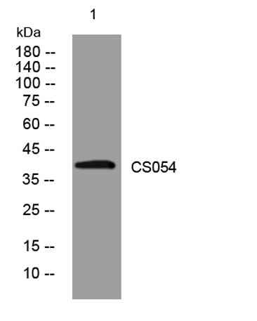 CS054 rabbit pAb