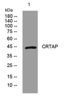 CRTAP rabbit pAb