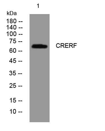 CRERF rabbit pAb