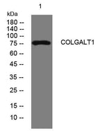 COLGALT1 rabbit pAb