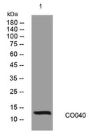 CO040 rabbit pAb
