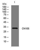 CN105 rabbit pAb