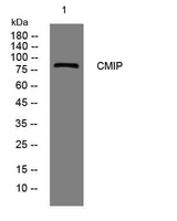 CMIP rabbit pAb