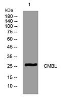 CMBL rabbit pAb