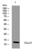 CLLU1 rabbit pAb