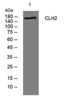 CLH2 rabbit pAb
