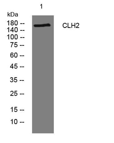 CLH2 rabbit pAb