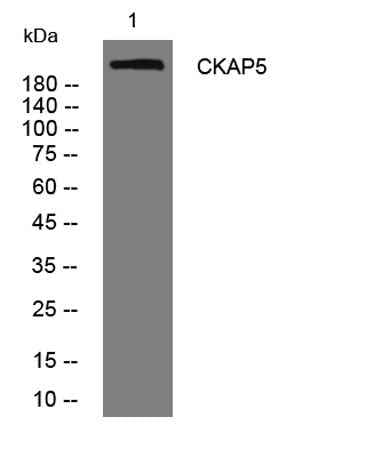 CKAP5 rabbit pAb
