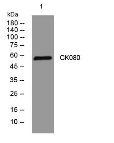 CK080 rabbit pAb