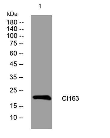 CI163 rabbit pAb 50µL/100µL