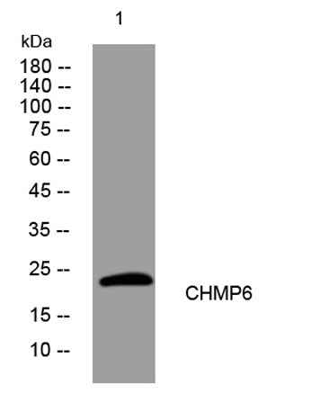CHMP6 rabbit pAb