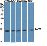 BAP31 rabbit pAb