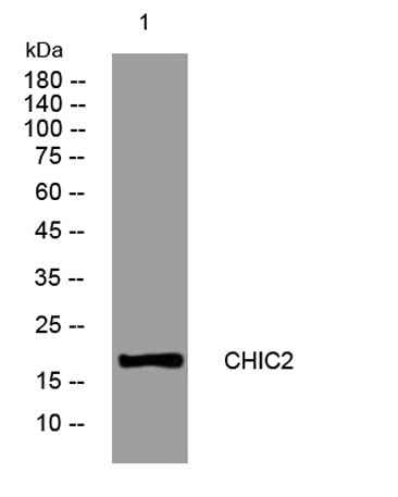 CHIC2 rabbit pAb