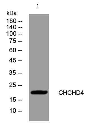 CHCHD4 rabbit pAb