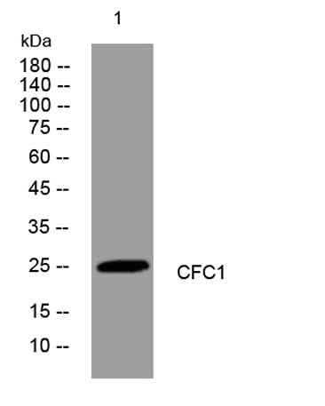CFC1 rabbit pAb