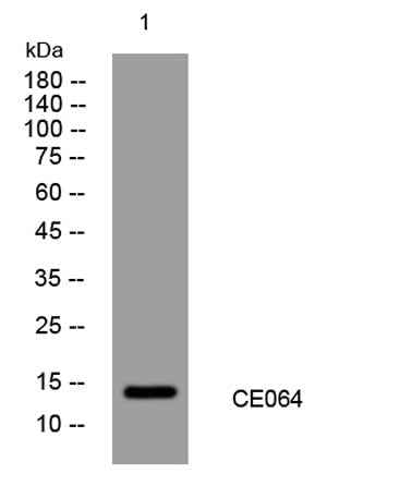 CE064 rabbit pAb