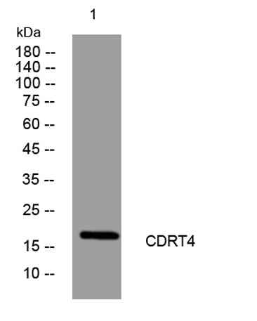 CDRT4 rabbit pAb