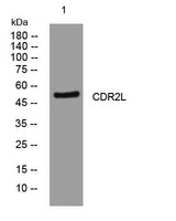 CDR2L rabbit pAb