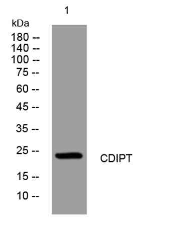 CDIPT rabbit pAb