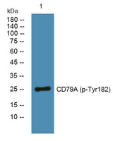 CD79A (phospho-Tyr182) rabbit pAb 50µL/100µL