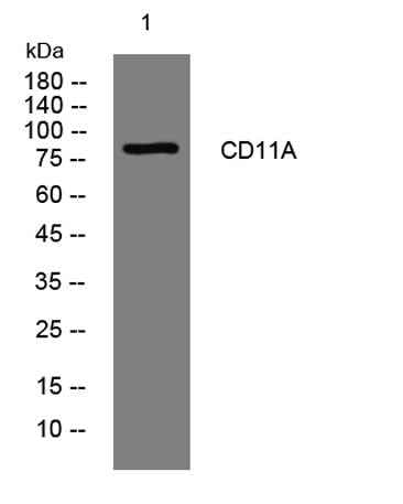 CD11A rabbit pAb