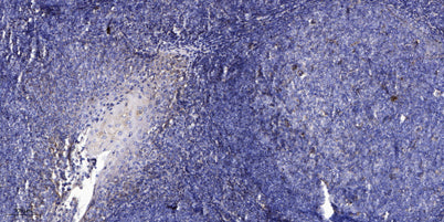CCL18 Rabbit pAb 50µL/100µL