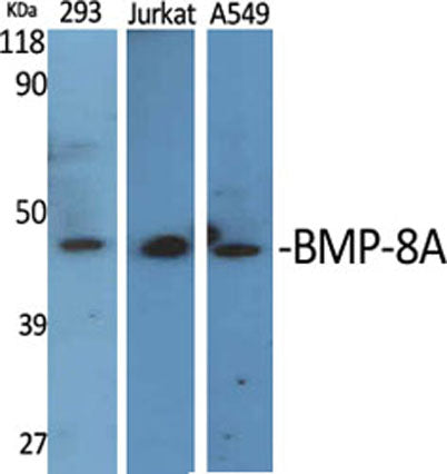 BMP-8A rabbit pAb 50µL/100µL
