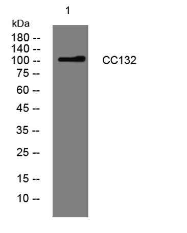 CC132 rabbit pAb