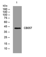CB057 rabbit pAb 50µL/100µL