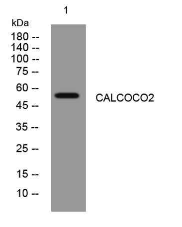 CALCOCO2 rabbit pAb