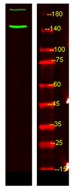 c-Abl (phospho-Tyr89) rabbit pAb 50µL/100µL