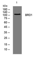BRD1 rabbit pAb